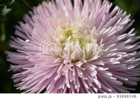 Chinese aster multicolored flowers macro photo 83896546