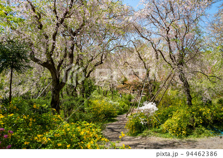 京都北山原谷苑の桜 94462386