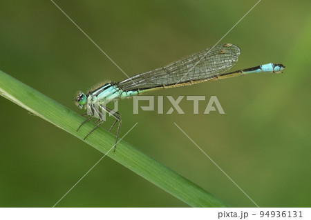 Closeup on a blue-tailed damselfly, Ischnura elegans sitting on a straw of grass 94936131