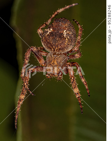 Small Orbweaver Spider 95288246