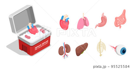 Human Organs Isometric Set 95525584