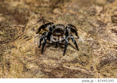 Small jumping spider 97445345