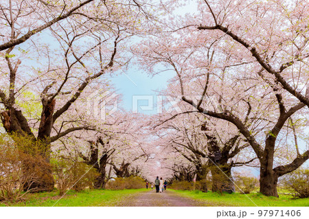 岩手県北上市・北上展勝地の桜 97971406