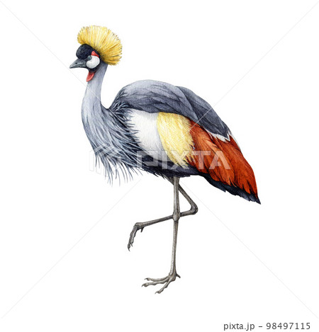 Grey crowned crane watercolor illustration. Hand drawn realistic Balearica regulorum avian image. Wildlife Africa native bird. Grey crowned crane beautiful bird single element. White background 98497115