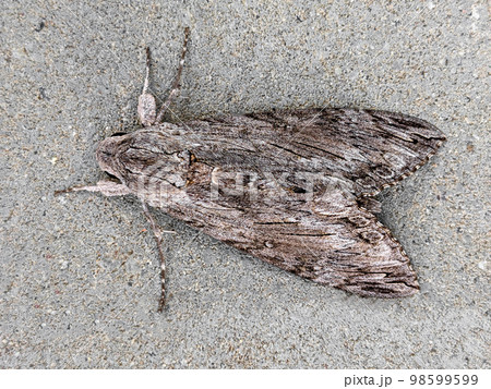 Convolvulus hawk-moth disguised against a gray concrete wall 98599599