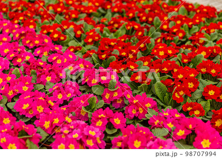 Flowering primula flowers 98707994