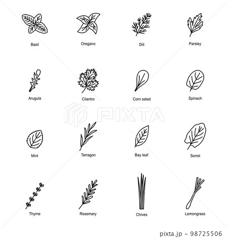 Set of icons of culinary herbs, vector illustration 98725506