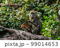 Long-Tailed macaque monkey. 99014653