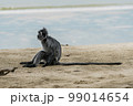 Silvered Leaf Monkey from Borneo 99014654