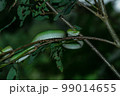 Borneo Keeled Pit Viper on a tree 99014655