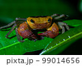 Terrestial Crab at mangrove in Bako National Park 99014656