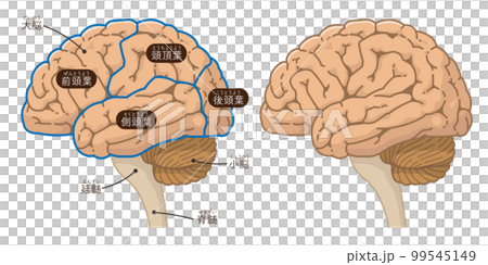 Illustration of the brain, cerebrum and cerebellum 99545149