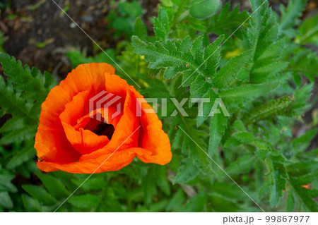 Fantastic landscape with orange poppy in the botanical garden Flora in Cologne at the end of May 99867977