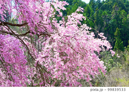 大草城址公園の満開の桜 99839533