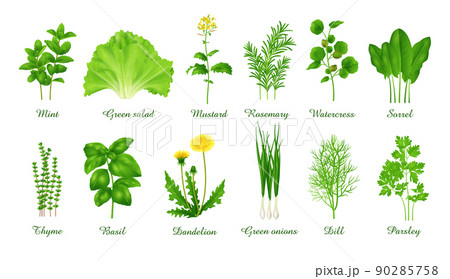 Set of food green grasses herbs and plants, realistic vector illustration 90285758