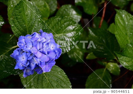 雨に濡れた紫陽花2 90544651