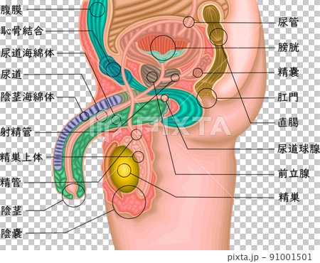 男性生殖器　構造　イラスト　日本語 91001501