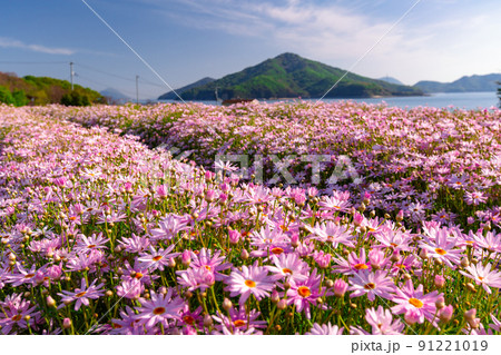 海辺の花畑　フラワーパーク浦島 91221019