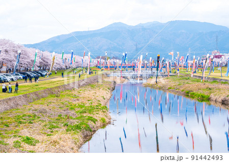 満開の桜と相川を泳ぐ鯉のぼり｜岐阜県不破郡垂井町 91442493