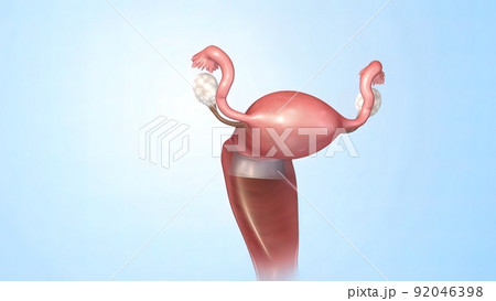 A female's internal reproductive organs are the vagina, uterus, fallopian tubes, and ovaries. 92046398