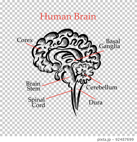 HUMAN BRAIN OUTLINE MONOCHROME General Layout Chart Of Partitions Of The Human Brain With Explanatory Text For Medical Education Of Students Hand Drawing Vector 92487699