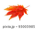 Autumn maple leaf 93003985