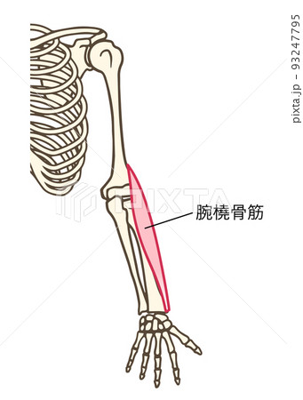 腕橈骨筋、腕の筋肉、肘関節の屈曲、名称あり 93247795