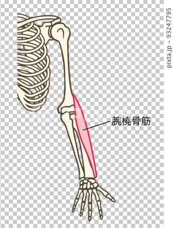 腕橈骨筋、腕の筋肉、肘関節の屈曲、名称あり 93247795