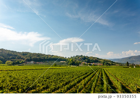 Italian vineyards at the base of Monte Moscal at the village of Affi near Verona, Veneto, Italy. 93350355