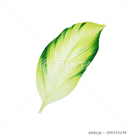 Watercolor realistic tropical illustration leaf isolated on white background. Beautiful botanical hand painted floral elements. For designers, spa decoration, postcards, wedding, greetings, 104143240