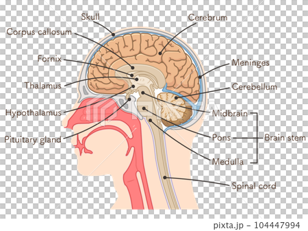 brain, cerebrum, cerebellum, midbrain, pons, medulla, br 104447994