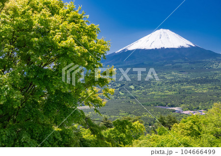 《山梨県》初夏の富士山・新緑の紅葉台 104666499