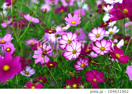 秋のふるさと広場に咲いた秋桜 104631902