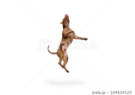 Dynamic image of purebred, adorable dog, American pitbull terrier jumping against white studio background 104834520