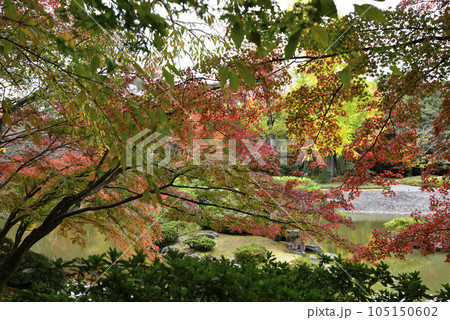 京都仙洞御所　南池の紅葉 105150602