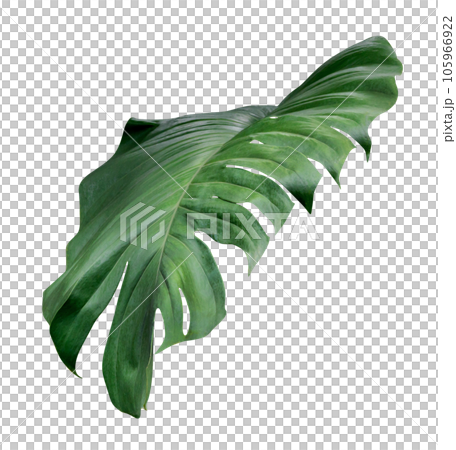 Green leaves pattern,leaf monstera isolated 105966922