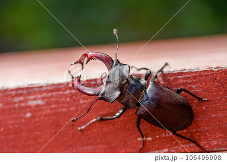 Brown stag beetle Lucanus cervus, the largest european beetle 106496998