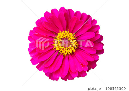 Pink zinnia flower on white background. 106563300