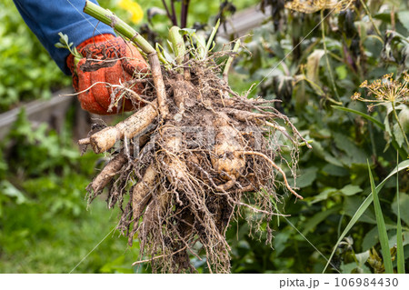 Hands hold dahlia tubers, just dug out of the ground for winter storage. 106984430