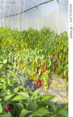 Greenhouse cultivation of organic peppers, selective focus. 107378544