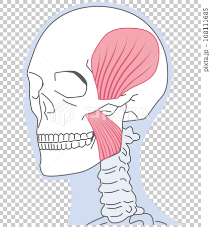 側頭筋と咬筋　顎関節の構造 108111685