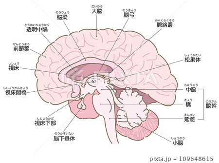 脳の断面図（名称あり） 109648615