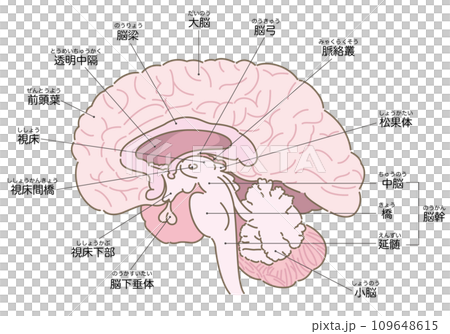 脳の断面図（名称あり） 109648615