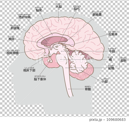 Cross-sectional diagram of the brain, with head silhouette (gray), with name 109680683