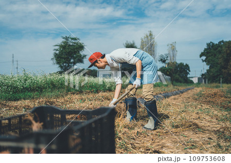 vegetable field 109753608