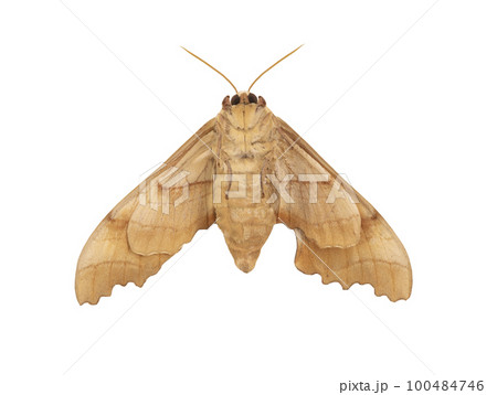 brown moth isolated on white background 100484746