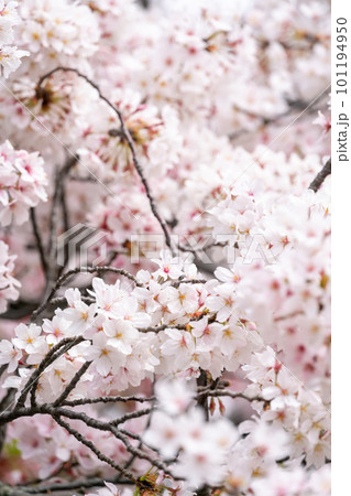 春の日差しを浴びる桜 101194950