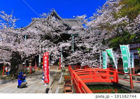 【和歌山県】満開の桜と紀三井寺（本堂） 101382744