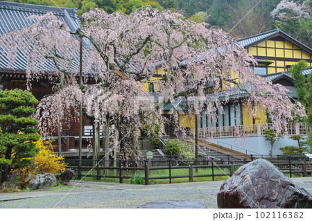 美しい大山寺のしだれ桜 102116382