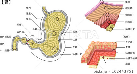 胃　構造　イラスト　日本語 102443751